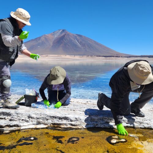 Más allá de sus minerales: investigadores revelan la vida microscópica que sostiene los salares del Altiplano chileno
